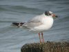 Mediterranean Gull at Westcliff Seafront (Steve Arlow) (74365 bytes) Mediterranean Gull at Westcliff Seafront (Steve Arlow) (74365 bytes)